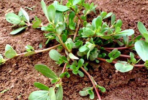  加尔蒂埃变阵成功率队连胜逃离降级区  